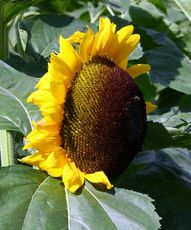 Sonnenblume-103.jpg